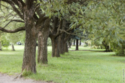 ива в Любашинском парке