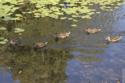утки, спешашие по своим делам