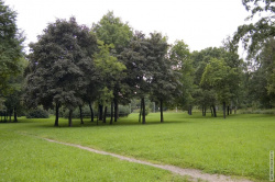 Деревья рядом с Полюстровским проспектом