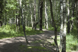 центральная аллея