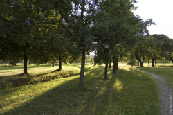 игра света в кронах деревьев