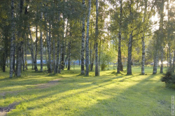 Опушка леса в парке