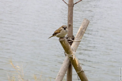 воробьи тоже отдыхают в парке