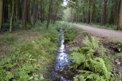 Дренажная канава вдоль дорожки