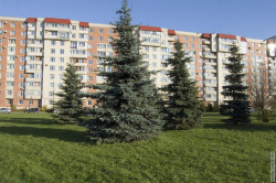 Ели вдоль Светлановского проспекта