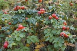 куст шиповника