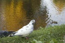 белый голубь на фоне воды
