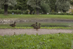 назойливые утки