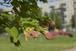 серёжки ясеня