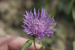 цветок на лужайке Муринского парка