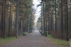 Главная аллея Сосновки