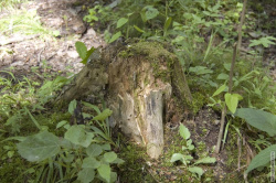 трухлявый пень