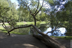 стелящиеся ивы