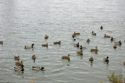 хозяева озера - утки