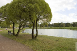 Ивы на берегу большого пруда