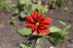 цветок в центральной клумбе