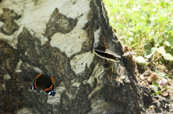 бабочки на противоположном берегу