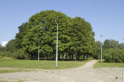 Асфальтовая площадка