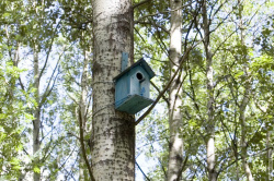 синий скворечник