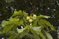 каштаны в Лубашинском саду