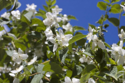 цветы жасмина