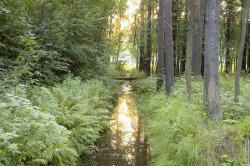 каналы для осущения северной части парка