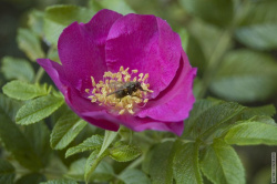 насекомые в саду