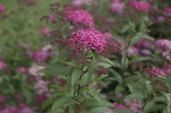 цветы спиреи