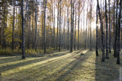лучи солнца сквозь деревья