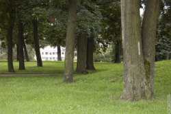 Вид сквозь стволы деревьев