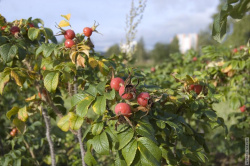 куст шиповника рядом с лыжероллерной трассой