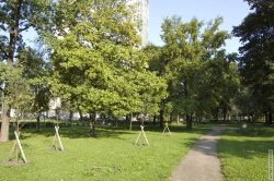 высаженные вдоль дорожки деревья