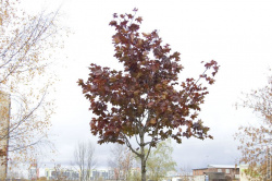 клён с красными листьями