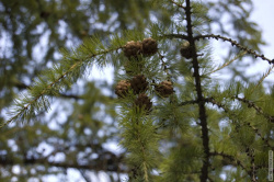 лиственница на Полюстровском проспекте
