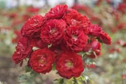 кустовые розы на клумбе в центре