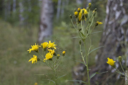Цветы среди деревьев