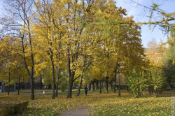 аллея вдоль Сампсониевского проспекта