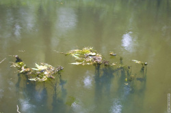 водоросли в длинном пруду