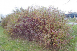 куст бузины