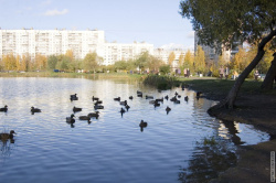 утки в пруду