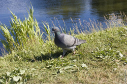 голубь идёт по своим делам