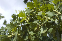 дуб - источник желудей