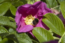 шмель в цветке шиповника