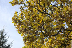 массивная крона дуба