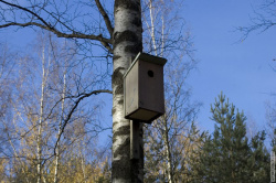 скворечник в парке
