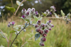 репей на лужайке