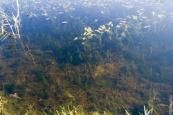 круглое озеро в саду Бенуа