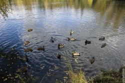 летом и осенью в прудах собирается много уток