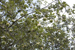яблони в центре парка