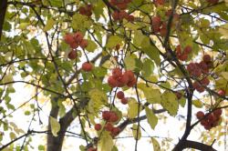 яблоки - райки рядом с детской площадкой